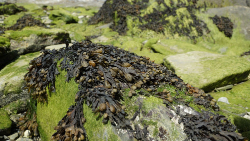 Health Benefits of Bladderwrack and the Importance of Iodine