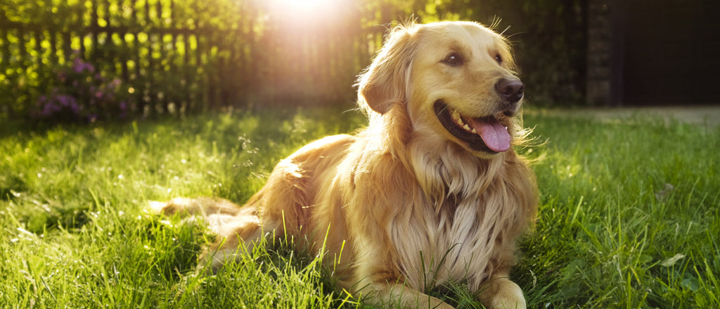 Pet Health
